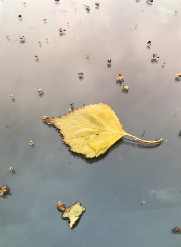 Kliknite pre zobrazenie veľkého obrázka